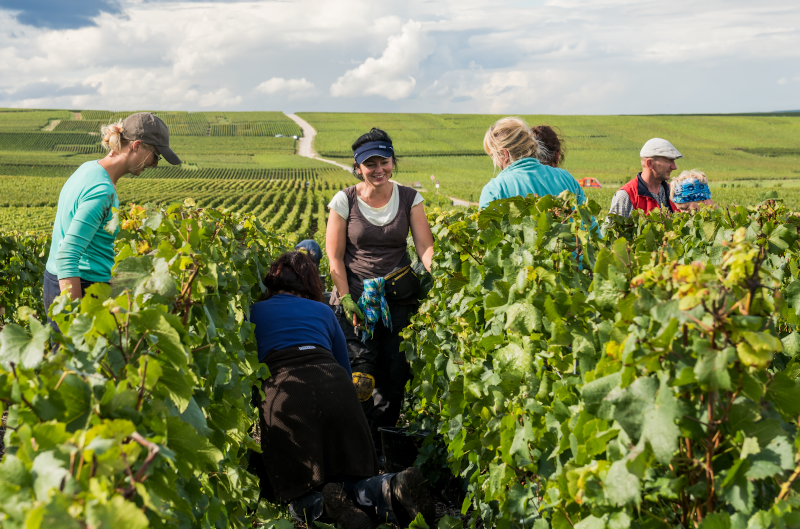 walk in the vineyards and meet wine producers Finding France