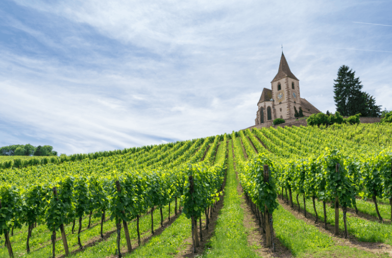 French vineyards Finding France
