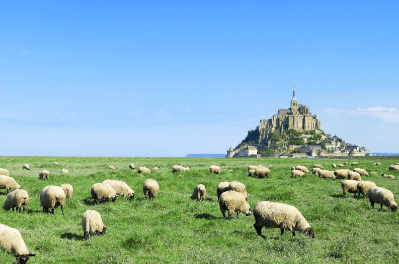 Sheep of Mont Saint Michel Finding France