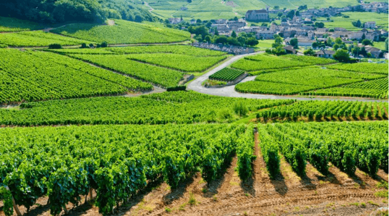 French Vines Finding France