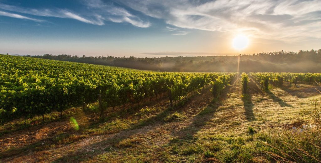 Bordeaux vineyards Finding France