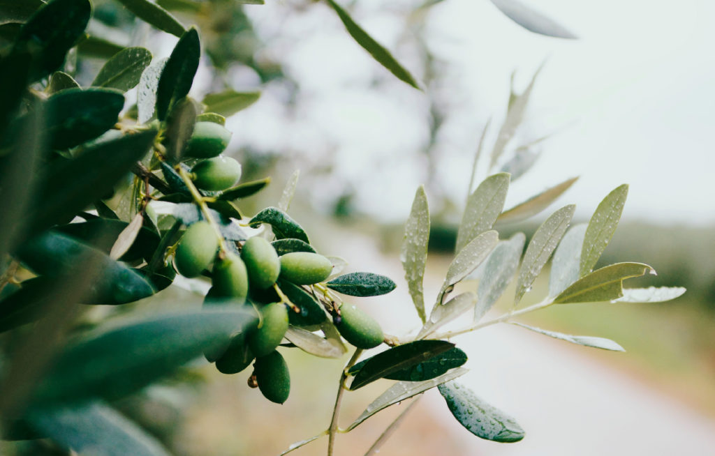 olive Provence Finding France